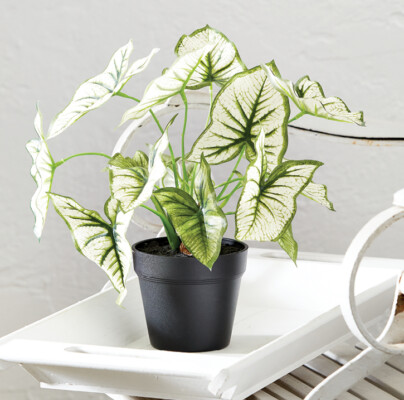 potted caladium plant, potted plant, artifical plant, artificial potted plant, caladium, green, greens, green plant, artificial floral plant, floral, florals, floral plant, plant, plants, silk, silk plant,