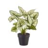potted caladium, potted plant, artifical plant, artificial potted plant, caladium, green, greens, green plant, artificial floral plant, floral, florals, floral plant, plant, plants, silk, silk plant,